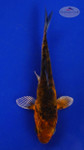 Koi 575 3-4 inches [PW-T6-575]