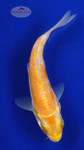 Koi 576 3-4 inches [PW-T6-576]