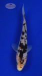 Koi 577 3-4 inches [PW-T6-577]
