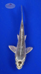 Koi 579 3-4 inches [PW-T6-579]