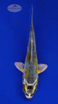 Koi 580 3-4 inches [PW-T6-580]