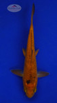 Koi 583 3-4 inches [PW-T6-583]