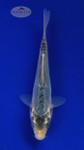 Koi 585 3-4 inches [PW-T6-585]