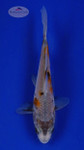 Koi 587 3-4 inches [PW-T6-587]