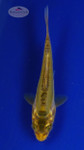 Koi 588 3-4 inches [PW-T6-588]