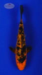 Koi 594 3-4 inches [PW-T9-594]