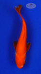Goldfish 595 3-4 inches [PW-T9-595]