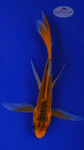 Koi 597 3-4 inches [PW-T9-597]