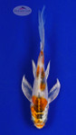 Koi 601 3-4 inches [PW-T9-601]