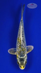 Koi 606 3-4 inches [PW-T9-606]