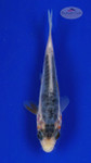 Shusui 607 3-4 inches [PW-T9-607]