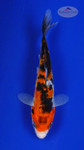 Koi 611 3-4 inches [PW-T10-611]