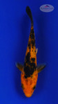 Koi 613 3-4 inches [PW-T10-613]