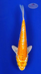 Koi 614 3-4 inches [PW-T10-614]