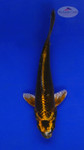 Koi 615 3-4 inches [PW-T10-615]