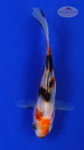 Goldfish 616 3-4 inches [PW-T10-616]