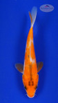 Koi 617 3-4 inches [PW-T10-617]