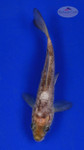 Koi 618 3-4 inches [PW-T10-618]
