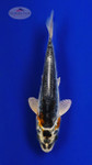 Koi 624 3-4 inches [PW-T10-624]