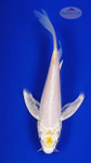 Koi 625 3-4 inches [PW-T10-625]
