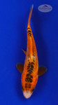Koi 626 3-4 inches [PW-T10-626]