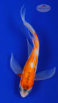 Koi 628 3-4 inches [PW-T10-628]