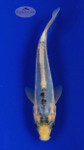 Koi 629 3-4 inches [PW-T10-629]