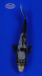 Koi 630 3-4 inches [PW-T10-630]