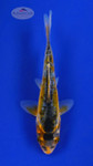 Koi 631 3-4 inches [PW-T10-631]