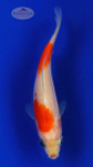 Goldfish 632 3-4 inches [PW-T10-632]