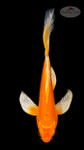 Orenji 6-7 inches [G26-T87-10]