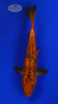 Fiery Doitsu Chagoi 5-6 inches  [G26-T91-2]