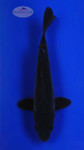 Doitsu Karasu 7-8 inches [G26-T96-7]