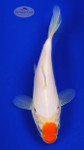 Tancho Kohaku 6-7 inches [G26-T100-1]