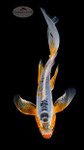 Shusui 6-7 inches [G26-T100-9]