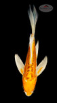 Doitsu Orenji 6-7 inches [G26-T109-1]