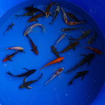 Super Koi Deal #3 Qty 25 [SKD3-61826] 4-6 inches