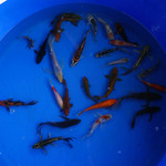 Super Koi Deal #3 Qty 25 [SKD3-61826] 4-6 inches