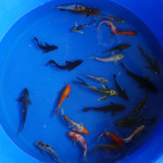 Super Koi Deal #7 Qty 25 [SKD7-61826] 4-6 inches