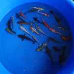 Super Koi Deal #7 Qty 25 [SKD7-61826] 4-6 inches