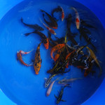 Super Koi Deal #8 Qty 25 [SKD8-61826] 4-6 inches