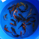 Super Koi Deal #8 Qty 25 [SKD8-61826] 4-6 inches