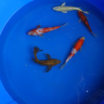 Super Koi Deal #13 Qty 5 [SKD13-61826] 6-9 inches
