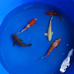 Super Koi Deal #13 Qty 5 [SKD13-61826] 6-9 inches