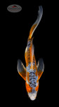 Shusui 6-7 inches [G26-T109-3]