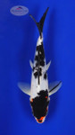Molten Showa 6-7 inches [G26-T111-1]