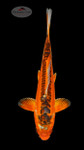 Shusui 7-8 inches [G26-T111-7]