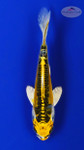 Doitsu Banana 4-5 inches [G26-T15-8]