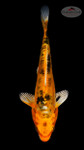 Heisei Nishiki 4-5 inches [G26-T15-9]
