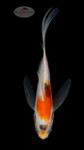 Doitsu Spicy Nugget 4-5 inches [G26-T15-11]